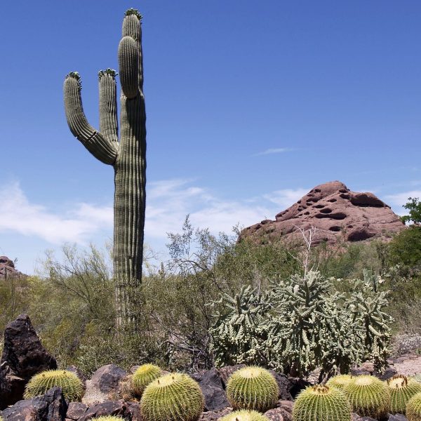 cactus, plant, rocks-50622.jpg